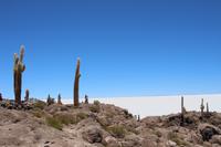 Insel Incahuasi auf dem Salar de Uyuni