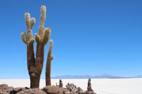 Insel Incahuasi auf dem Salar de Uyuni
