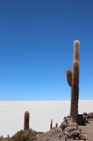 Insel Incahuasi auf dem Salar de Uyuni