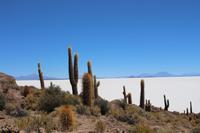 Insel Incahuasi auf dem Salar de Uyuni