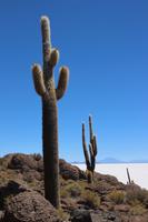 Insel Incahuasi auf dem Salar de Uyuni