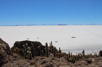 Insel Incahuasi auf dem Salar de Uyuni