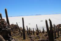 Insel Incahuasi auf dem Salar de Uyuni