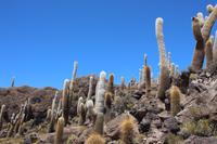 Insel Incahuasi auf dem Salar de Uyuni