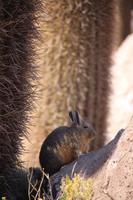 Viscacha auf der Insel Incahuasi