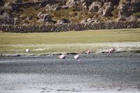 Flamingos beim Vulkan Thunupa auf dem Salar de Uyuni