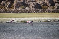 Flamingos beim Vulkan Thunupa auf dem Salar de Uyuni