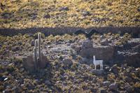 Spaziergang am Vulkan Thunupa auf dem Salar de Uyuni
