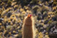 Spaziergang am Vulkan Thunupa auf dem Salar de Uyuni