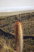 Spaziergang am Vulkan Thunupa auf dem Salar de Uyuni