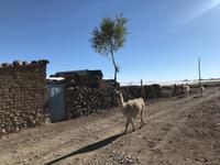 Lamas am Fuße des Vulkan Thunupa