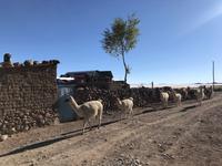 Lamas am Fuße des Vulkan Thunupa