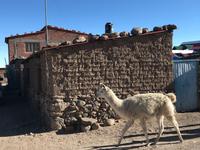 Lamas am Fuße des Vulkan Thunupa