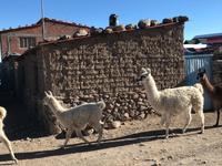 Lamas am Fuße des Vulkan Thunupa