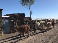 Lamas am Fuße des Vulkan Thunupa