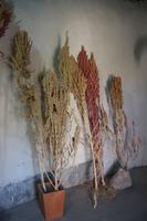 Verschiedene Quinoa-Arten