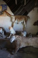 Heimatmuseum am Vulkan Thunupa auf dem Salar de Uyuni