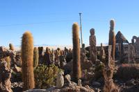 Steingarten am Vulkan Thunupa auf dem Salar de Uyuni