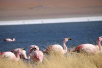 Flamingos an der Lagune Canapa
