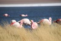 Flamingos an der Lagune Canapa
