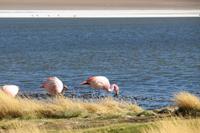 Flamingos an der Lagune Canapa
