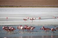 Flamingos an der Lagune Hedionda