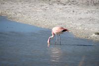 Flamingos an der Lagune Hedionda