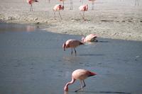 Flamingos an der Lagune Hedionda