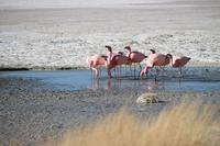 Flamingos an der Lagune Hedionda