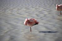 Flamingos an der Lagune Hedionda
