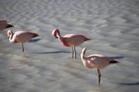 Flamingos an der Lagune Hedionda