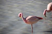 Flamingos an der Lagune Hedionda