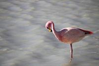 Flamingos an der Lagune Hedionda