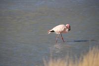 Flamingos an der Lagune Hedionda