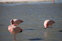 Flamingos an der Lagune Hedionda