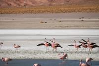 Flamingos an der Lagune Hedionda