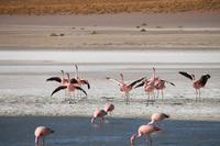 Flamingos an der Lagune Hedionda