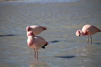 Flamingos an der Lagune Hedionda