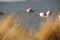 Flamingos an der Lagune Hedionda
