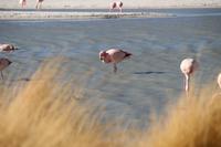 Flamingos an der Lagune Hedionda