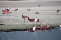 Flamingos an der Lagune Hedionda