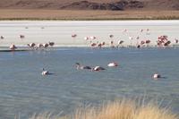 Flamingos an der Lagune Hedionda