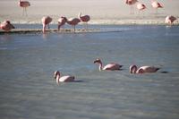 Flamingos an der Lagune Hedionda
