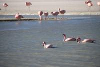 Flamingos an der Lagune Hedionda