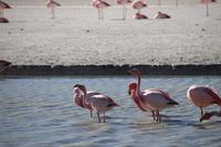 Flamingos an der Lagune Hedionda