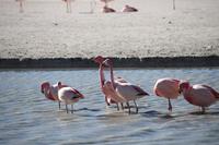 Flamingos an der Lagune Hedionda