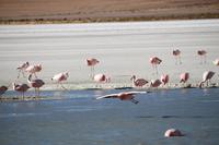 Flamingos an der Lagune Hedionda