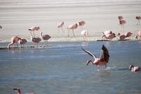 Flamingos an der Lagune Hedionda
