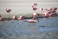 Flamingos an der Lagune Hedionda