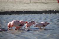 Flamingos an der Lagune Hedionda